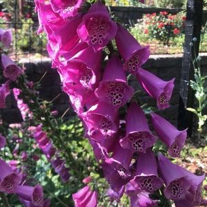 Meet your Posher, Meredith